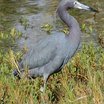 Little Blue Heron